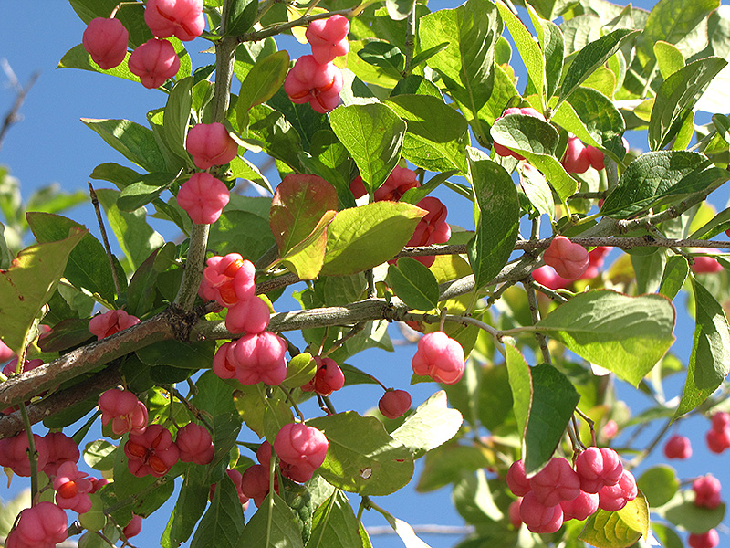 spindle tree