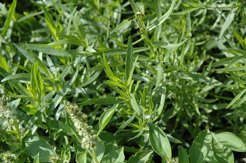 French Tarragon (Artemisia dracunculus 'Sativa') in Ottawa Nepean