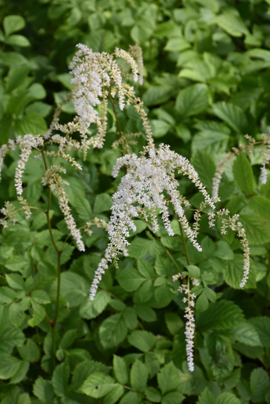 Astilbe 'Prof. van der Wielen' - Van Berkum Nursery