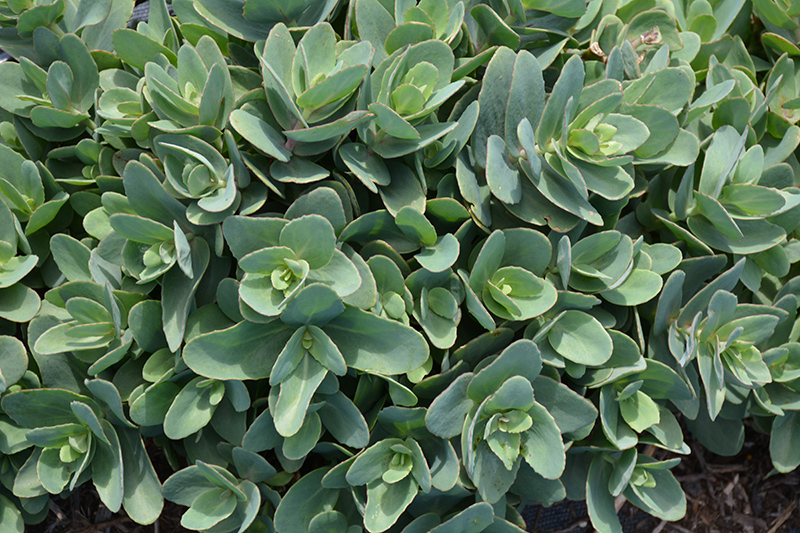 Rosetta Stonecrop (Sedum ‘Rosetta’) in Ottawa Nepean Kanata Stittsville