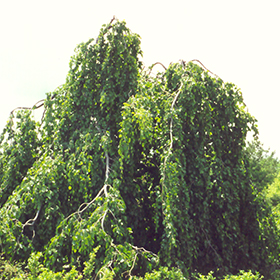 Plant Photo 6