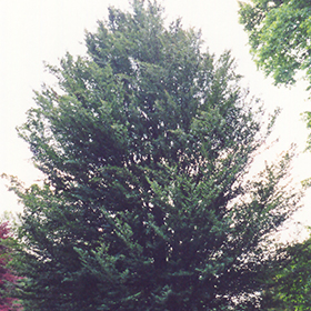 Plant Photo 3