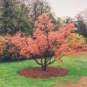 Plant Photo 6