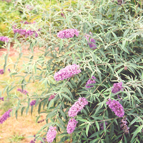 Plant Photo 3