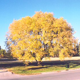 Plant Photo 1
