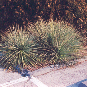 Nolina microcarpa (Bear Grass)