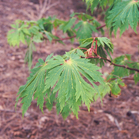 Plant Photo 3