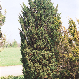 Plant Photo 9