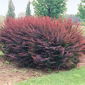 Plant Photo 3