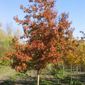 Plant Photo 10