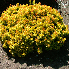 Plant Photo 7