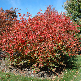 Plant Photo 6