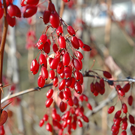 Plant Photo 6