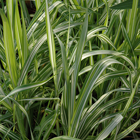 Plant Photo 6
