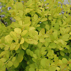 Plant Photo 2