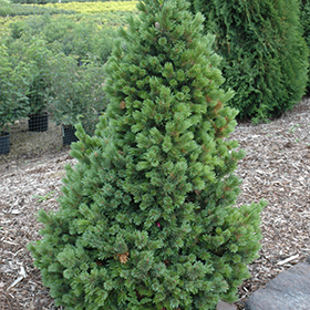 Plant Photo 1