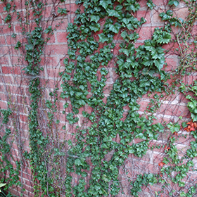 Plant Photo 2