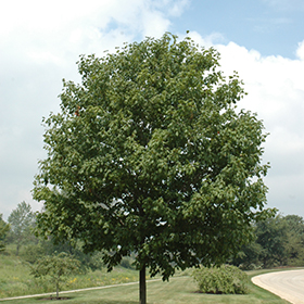 Plant Photo 9