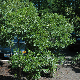 Plant Photo 3