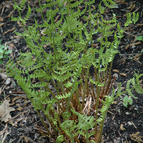 Plant Photo 8