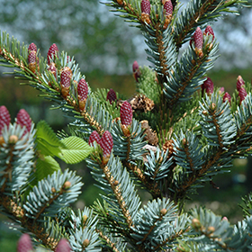 Plant Photo 3