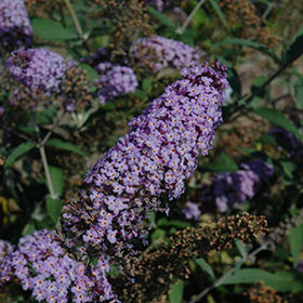 Plant Photo 7