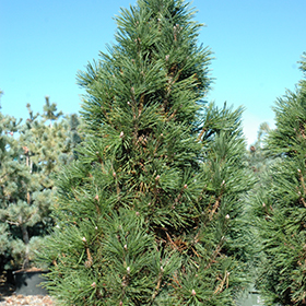 Plant Photo 4