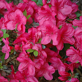 Plant Photo 8
