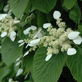 Plant Photo 10