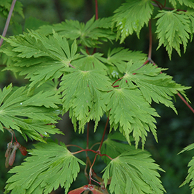 Plant Photo 4