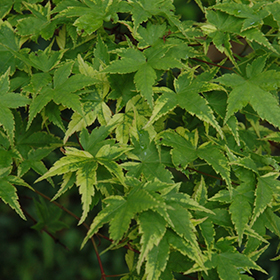 Plant Photo 1