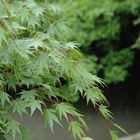 Plant Photo 4