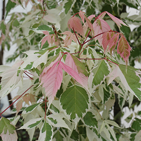 Plant Photo 4