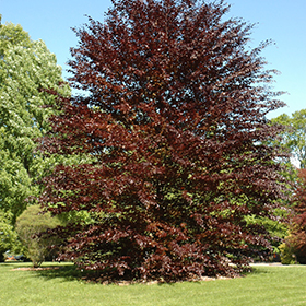Plant Photo 4