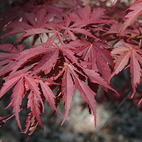 Plant Photo 9