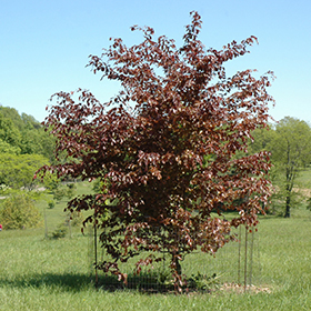 Plant Photo 5