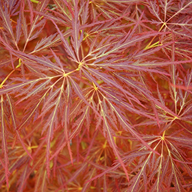 Plant Photo 6