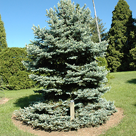 Plant Photo 5