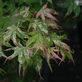 Plant Photo 5