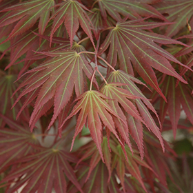 Plant Photo 8