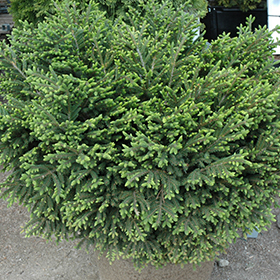 Plant Photo 9