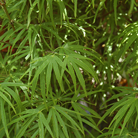 Plant Photo 5