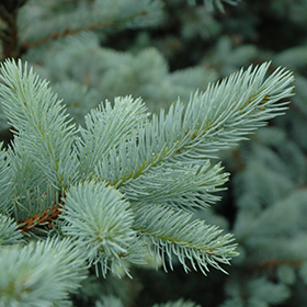 Plant Photo 10