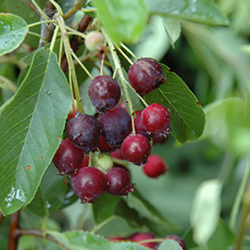 Plant Photo 10