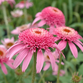 Cone Fluorescent Pink