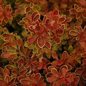 Plant Photo 8