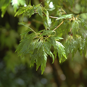Plant Photo 8