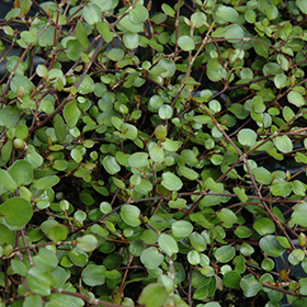 Plant Photo 10