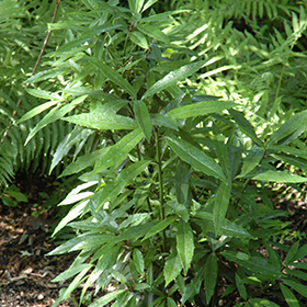 Plant Photo 1