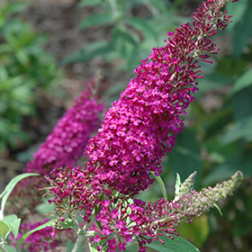 Plant Photo 3